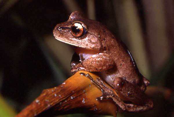 Canebrake Treefrog