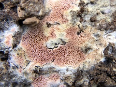 Ceriporia purpurea