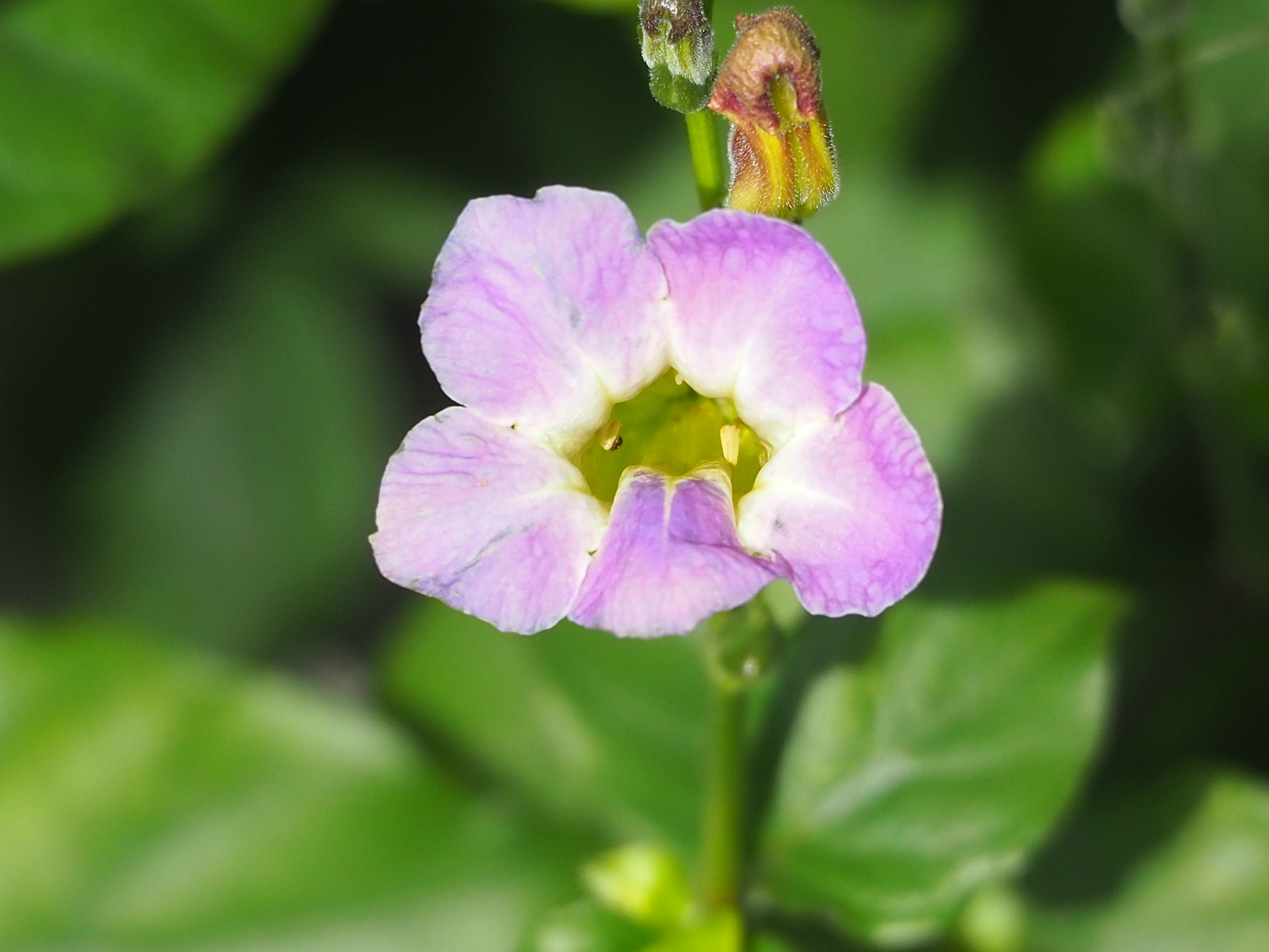Asystasia gangetica