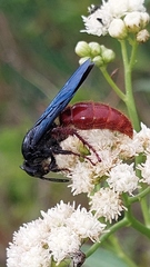 Scolia rufiventris
