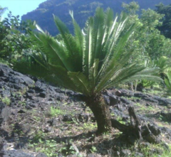 Dioon edule