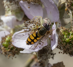 Syrphus octomaculatus