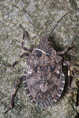 Brochymena affinis