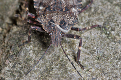 Brochymena affinis