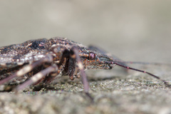Brochymena affinis
