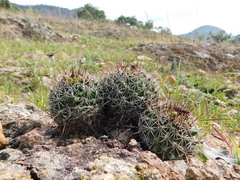 Coryphantha clavata