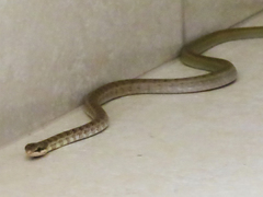 Mastigodryas pulchriceps