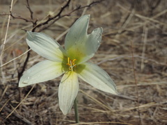 Zephyranthes pseudoconcolor