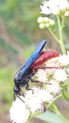 Scolia rufiventris