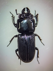 Figulus integricollis