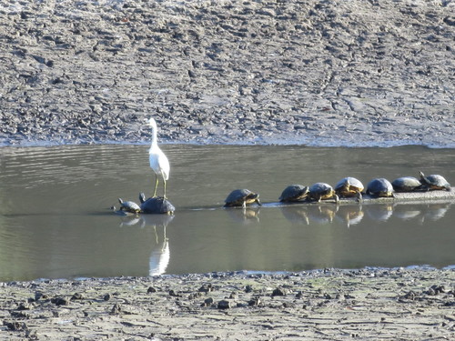 Snowy Egret photographed in Georgia