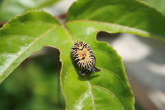 Gymnetis stellata