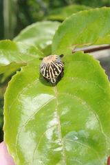 Gymnetis stellata