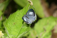 Celatoxia marginata