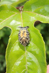 Gymnetis stellata
