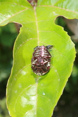 Gymnetis stellata