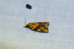 Paramorbia rostellana