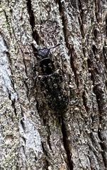 Phanodesta nigrosparsa