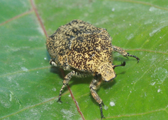 Marmarina maculosa