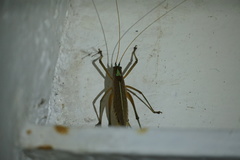 Docidocercus sagittatus