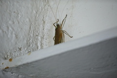 Docidocercus sagittatus