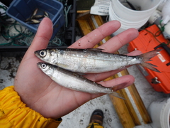 Coregonus artedi