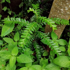 Phyllanthus buxifolius