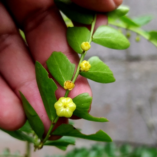 Phyllanthus buxifolius, photograph 5