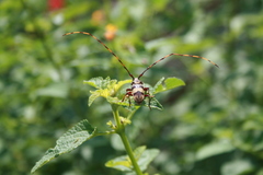 Andrachydes transandinus