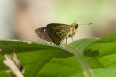 Scobura isota