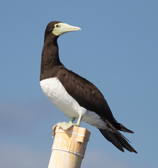 Brown Booby photo 5