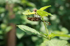 Andrachydes transandinus