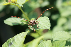 Andrachydes transandinus