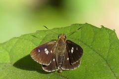 Scobura isota