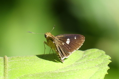 Scobura isota