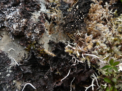 Lobaria kurokawae