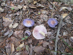 Asproinocybe