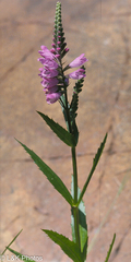 Physostegia ledinghamii