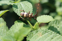 Andrachydes transandinus