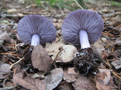 Asproinocybe