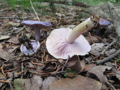 Asproinocybe