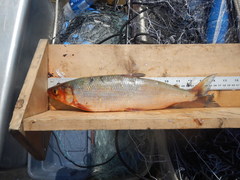 Coregonus artedi