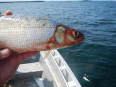 Coregonus artedi