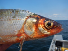 Coregonus artedi