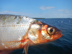 Coregonus artedi