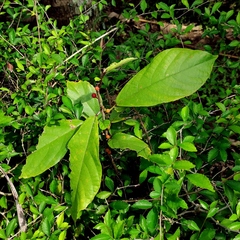 Ficus montana