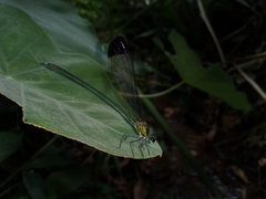 Vestalis nigrescens