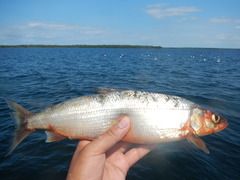 Coregonus artedi