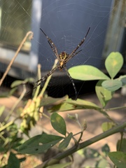 Argiope