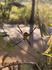 Argiope